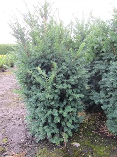 Taxus baccata Schwarzgrün - Schwarzgrüne Eibe - 50-60