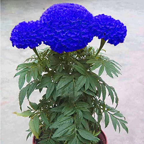 Haloppe 200 piezas de flores de caléndula azul Semillas de plantas para la plantación de jardín en casa, Semillas de caléndula azul Bonsai Flor de crisantemo Jardín Planta Decoración de patio