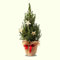 Hecken Helge Miniatur-Weihnachtsbaum (Geschmückte Zuckerhutfichte 60-80 cm mit Topf)