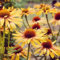 200 pcs sonnenhut pflanze winterhart samen samen geschenk, topfpflanzen für draußen Echinacea purpurea samen blumen samen, plants winterharte blumen, garden blumensamen, garten gartenpflanzen