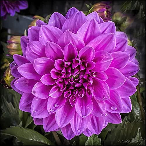 Decorazione del giardino piantare bulbi di Dalia perenni Verdi da giardino-4lampadine, C: Paket enthält Samen