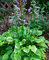 100 pcs/sac Graines de plantes vivaces hosta, Plantain Lily Flower graines de fleurs, graines couverture au sol hosta précieuses plantes de jardin à la maison 5