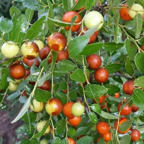 30 Pcs Chinesische Jujube Samen - Ziziphus Jujuba - Balkonpflanzen, Bonsai Tree Bäume Pflanzen Jujube Baum Kaufen, Sapote Frucht, Pflanzensamen Säulenobst, Winterharte Pflanzen Für