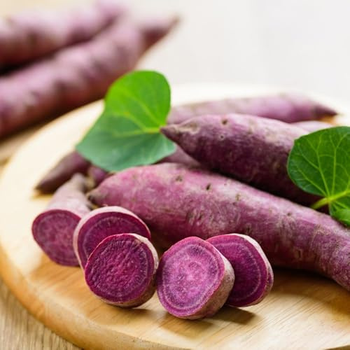 Sweet Potato Erato Violet 12 x Jumbo Plugs - Unusual Edible with Vibrant Purple Flesh, Easy to Grow, Delicious Taste - Thompson & Morgan