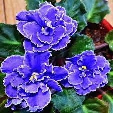 Genipap 100 Blütensamen Afrikanisches Veilchen Blau.