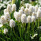 Bulbos de jacinto de uva, Plantas de jacinto, Un bulbo con múltiples flores, Rica fragancia, Fácil de plantar en el paisaje del jardín.-6 Bulbos-E