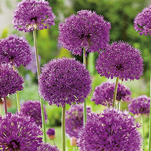 Allium Purple Sensation - 15 Zwiebeln Zierlauch/Kugellauch | Blumenzwiebeln zum Pflanzen und Verwildern, lila Blüten, mehrjährig, winterhart