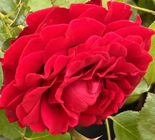 ‘First Class’– 4L Potted Climbing Rose – Red Blooms – Lovely Gift Idea