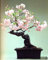 10 PC/bag Magnolie Samen mini Magnolie Bonsai, schöne Blumensamen Innen- oder ourdoor Topfpflanzen DIY für Hausgarten 3