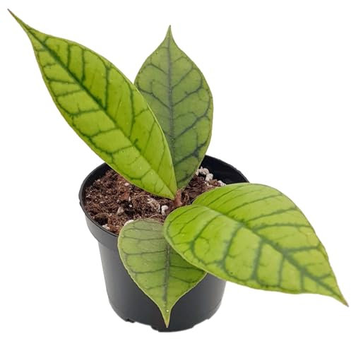 Fangblatt - Hoya callistophylla - Porzellanblume/Wachsblume - pflegeleichte Zimmerpflanze für Ihr Zuhause