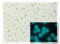 25 g (ca. 300 Stück) Rund 1-Loch Glasperlen 4mm, Tschechische Republik, Im Dunkeln leuchten - Dirty White - Glow in the Dark Bright Blue