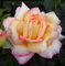 Carbeth Plants Rose Bush Peace - 1 Rose Plant in 3L Pot - Potted Roses Plants Outdoor Garden Ready to Plant Flowers - Ideal Flowers for Garden Growing in Bed, Borders and Patio Pots