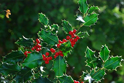 Risala Graines de houx communes (Ilex Aquifolium) 15 graines