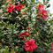 Hibiskus Pflanze/Hibiskus Samen Blumensamen Strauch Hibiskus Pflanze Winterhart Nachhaltige Geschenke BlüTen Pflanzensamen Zimmerpflanzen-200stüCk(Rot)