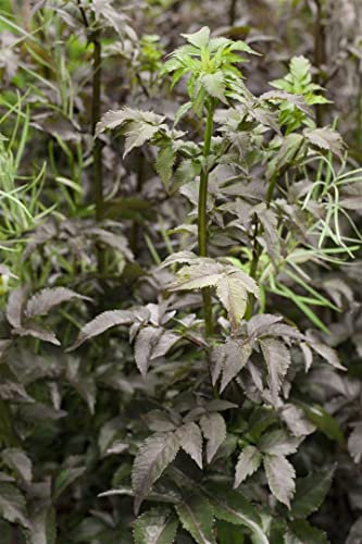 Sambucus nigra 'Black Tower' -R- ca. 9x9 cm Topf - Schwarzer Holunder, dunkelrote Blüten, Blütezeit Mai-Juni, ideal für Hecken, pflegeleicht, bienenfreundlich