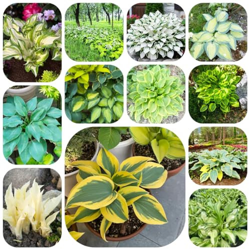 pianta di hosta resistente - semi semi di prato fiorito giardino - piante rare - pianta hosta piante d'appartamento che purificano l'aria per giardinieri resistenti per il 750pcs