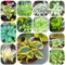 pianta di hosta resistente - semi semi di prato fiorito giardino - piante rare - pianta hosta piante d'appartamento che purificano l'aria per giardinieri resistenti per il 750pcs
