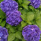 Bauernhortensie 'Deep Purple Dance' - Der topf / Ø 13cm / 3-5 äste / Lieferhöhe 15-20cm