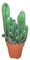 Cactus Ordenador - Ideal para Decoración en Casa u Oficina - Maceta de 8 cm - Altura: 12 cm aprox
