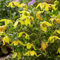 85 Stück gelbe Clematis-Blumensamen