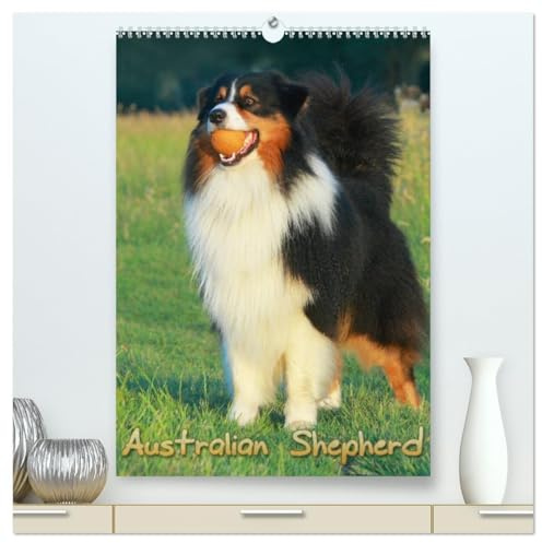 Australian Shepherd (hochwertiger Premium Wandkalender 2026 DIN A2 hoch), Kunstdruck in Hochglanz: Schöne Aufnahmen aus dem Leben von Australian Shepherd (CALVENDO Tiere)