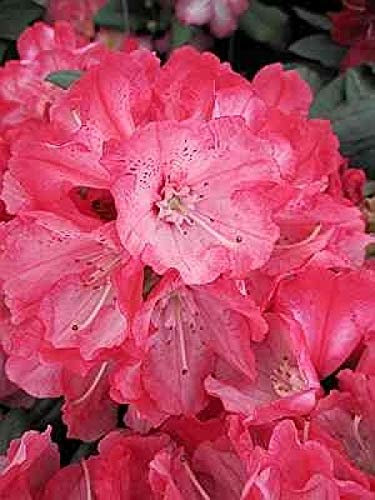 Ball-Rhododendron Pingpong - Rhododendron yakushimanum Pingpong (25-30)