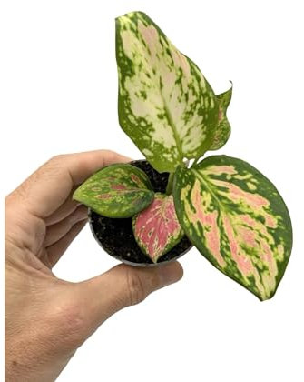 Aglaonema red zirkon - Chinese Evergreen 6cm