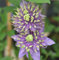 Waldrebe Taiga® 60-80cm - Clematis