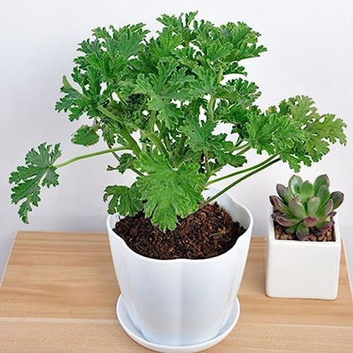 Semillas de Plantas de citronela, 400 Piezas Semillas de Plantas de citronela Mozzie Buster Repelente de Mosquitos Decoración de jardín Semillas de Mozzie Buster