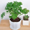 Semillas de Plantas de citronela, 400 Piezas Semillas de Plantas de citronela Mozzie Buster Repelente de Mosquitos Decoración de jardín Semillas de Mozzie Buster