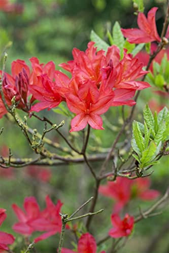 Rhododendron luteum 'Satan' 80–100 cm – Winterhart, Mehrjährig – Gelber Rhododendron – Zierstrauch für Garten & Beet