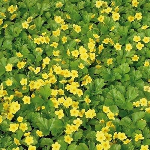 100 x golderdbeere – waldsteinia ternata, immergrüner bodendecker für beete