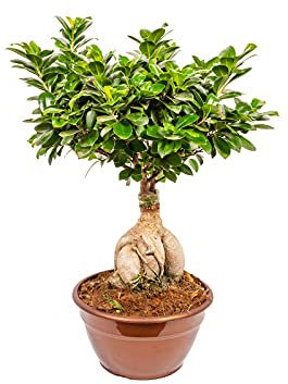 Bonplants Bonsai Ficus Ginseng Microcarpa o Retusa, Pianta Vera Ornamentale (Vaso 20, h 45 cm)