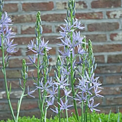 10 Camassia Leichtlinii Caerulea Frühjahrszwiebeln - Lebhafte Farben für Frühjahrsbeete