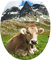Sticker Autocollant Abattant WC Vache 35x42cm SAWC0330