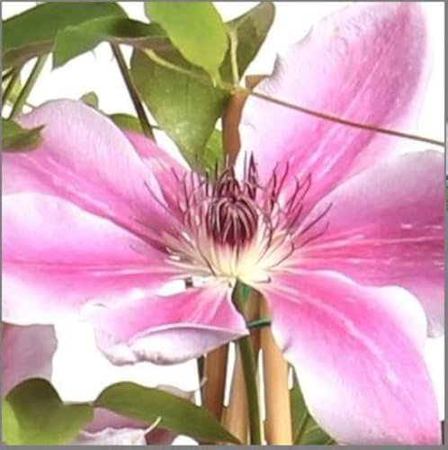 Clematis Nelly Moser 60-80 cm – Winterharte Kletterpflanze mit zweifarbigen Blüten, ideal für Pergolen & Zäune
