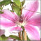 Clematis Nelly Moser 60-80 cm – Winterharte Kletterpflanze mit zweifarbigen Blüten, ideal für Pergolen & Zäune