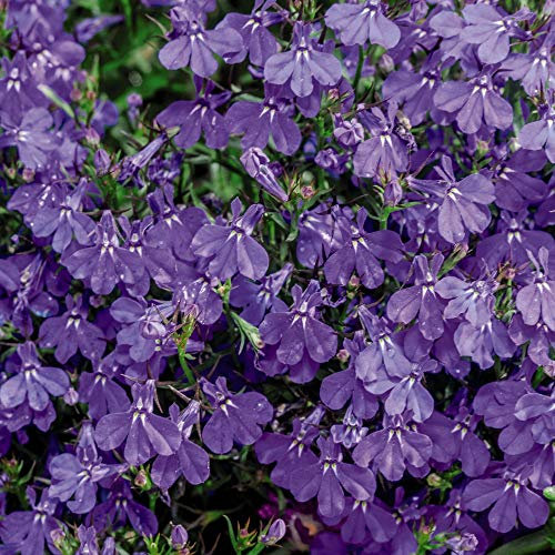 Lobelia erinus Seeds 'Crystal Palace' Half-Hardy Summer Annual Flowering Garden Plants Easy to Grow Your Own at Home Ideal for Beds and Containers 1 Packet of 1000 Lobelia Seeds by Thompson and Morgan