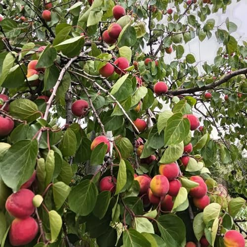 10 piezas Semillas de albaricoquero árboles frutales semillas de frutas Semillas de albaricoquero Árbol de albaricoquero resistente árboles frutales columnares, árbol frutal fruta