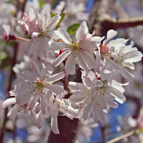 Prunus x subhirtella 'Autumnalis Rosea' – Winter Flowering Cherry Tree – Pale Pink Blooms in Autumn and Winter – Ornamental Deciduous Tree - 12 Litre Pot x1 by Thompson & Morgan