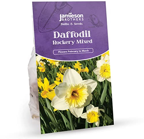 Miniature Botanical Mixed Daffodil Bulbs – 18 Bulbs Dwarf Miniature Mixed Rockery Narcissus Daffodils to Plant in Gardens, Borders & Flowerbeds by Jamieson Brothers