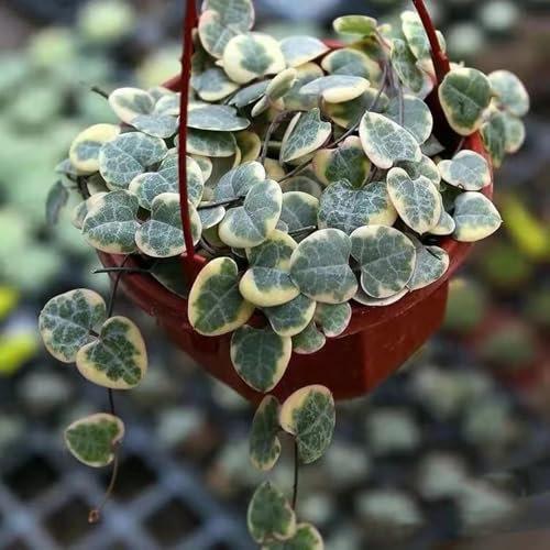 150 Pcs Leuchterblume Hängend Samen - Luftreinigende Zimmerpflanzen, Balkon Deko (Ceropegia Woodii) Gartenpflanzen Lianen Dekoration Dschungel Seltene Pflanzen, Hochbeet Samen Pflanzen