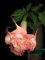 10 Semi di doppia Orange Brugmansia NW59