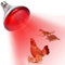 YEAOI Infrarotlampe Wärmelampe für Hühner, Brutung und Reptilien, rotes Licht, 150 Watt