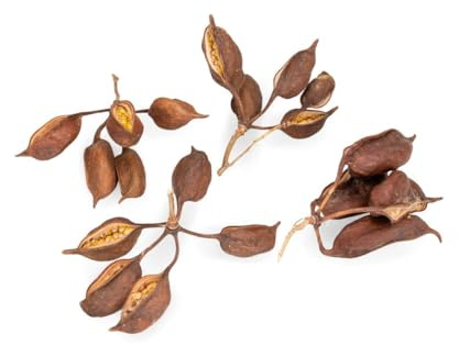 NaDeco Brachyciton Natur, verpackt mit 100g, Größe je Frucht ca. 5-7cm | Brachychiton populneus | Kurrajong-Flaschenbaum | Trockenblumen | Naturdeko | Exotische Dekoration