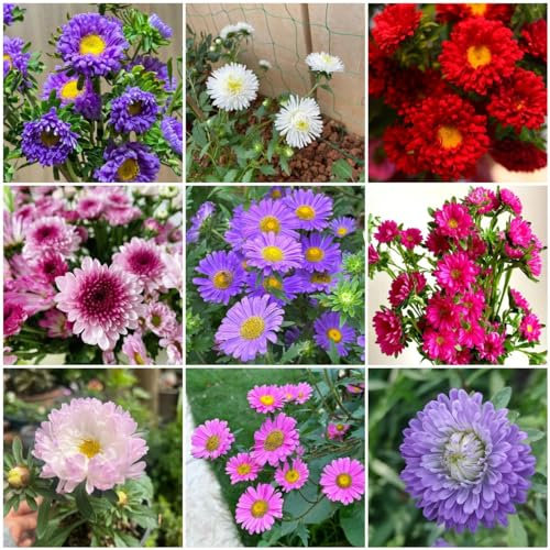 600 pcs astern samen mehrjährig winterhart, samen geschenk, blumengarten (Callistephus chinensis) blumenbeet, steingartenpflanzen winterhart blumen samen, pflanzen samen indoor