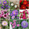 600 pcs astern samen mehrjährig winterhart, samen geschenk, blumengarten (Callistephus chinensis) blumenbeet, steingartenpflanzen winterhart blumen samen, pflanzen samen indoor
