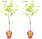 Bloomique - Set di 2 - Acer Shirasawanum Moonrise - Acero giapponese su tronco - Piante da giardino - Albero - Resistente all'inverno - Altezza 80-100 cm - Vaso 19 cm