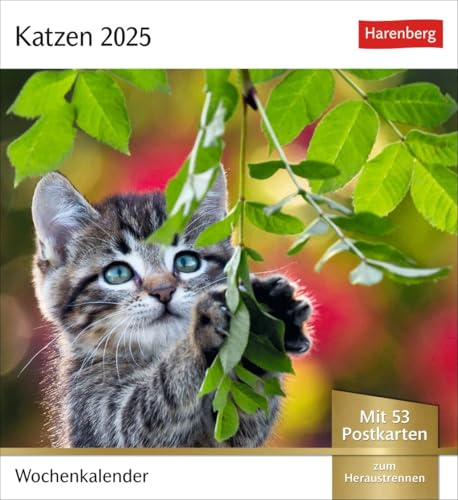 Postkartenkalender Katzen - Kalender 2025 - Harenberg-Verlag - Wochenkalender mit 53 heraustrennbaren Postkarten - 16 cm x 17,5 cm