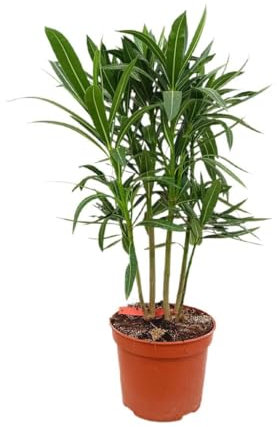 ADELFA | COLOR ROJO | MACETA 17CM | ALTURA 50CM APROXIMADA | FÁCIL CUIDADO | HOJAS DE COLOR VERDE | PARA EXTERIOR | NERIUM OLEANDER | VALADRE
